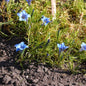  Herbstenzian - Gentiana Sino Ornata
