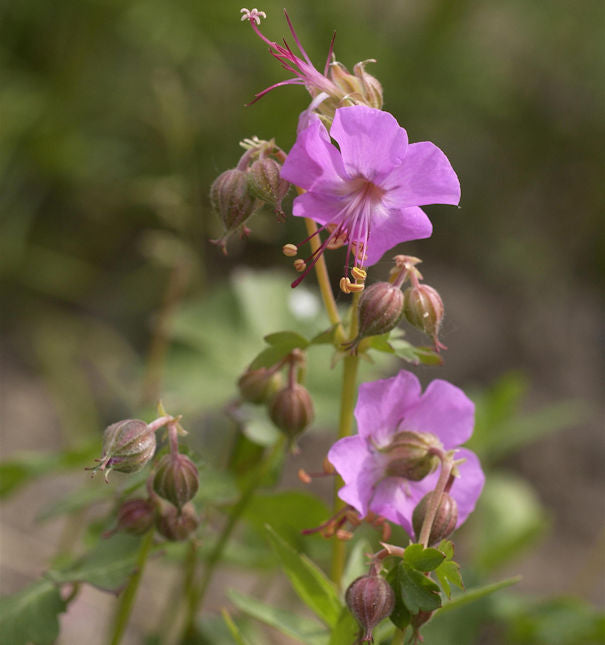  Storchenschnabel Berggarten - Geranium Cantabrigiense