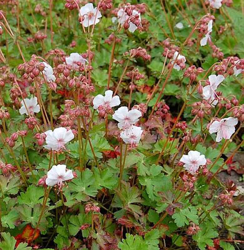  Storchenschnabel Biokovo - Geranium Cantabrigiense