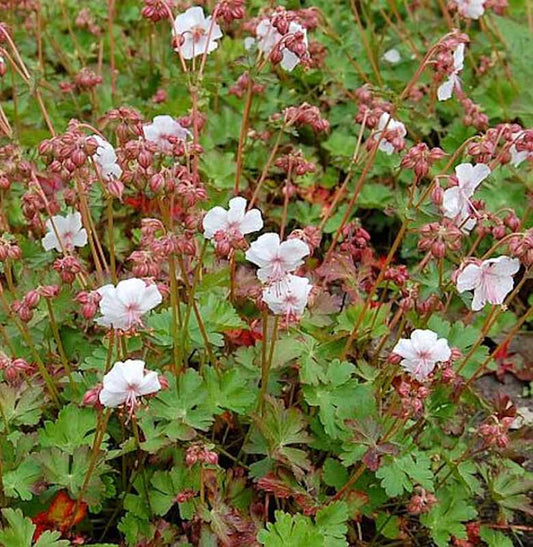  Storchenschnabel Biokovo - Geranium Cantabrigiense