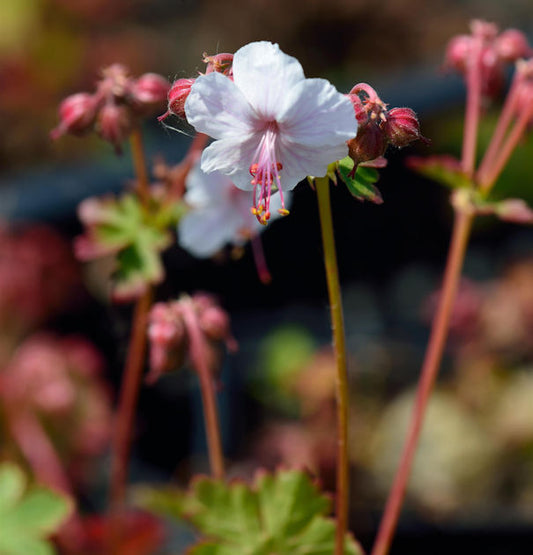  Storchenschnabel Harz - Geranium Cantabrigiense