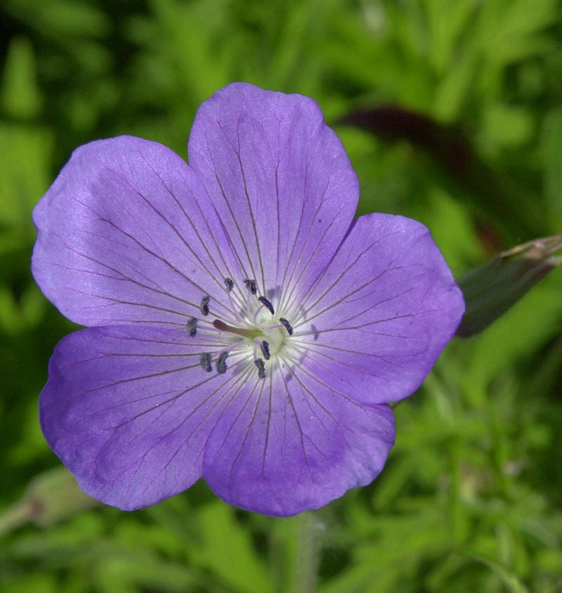  Storchenschnabel Kashmir Blue - Geranium Clarkei