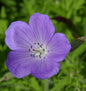  Storchenschnabel Kashmir Blue - Geranium Clarkei