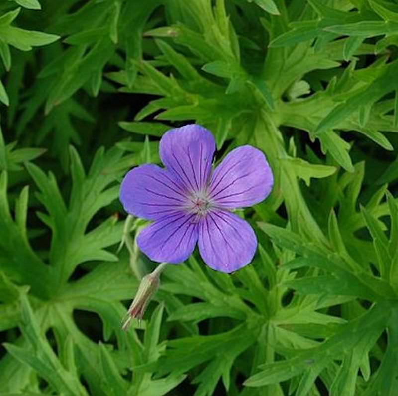  Garten Storchschnabel Nimbus - Geranium Cinereum