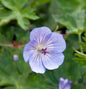 Storchschnabel Azure Rush - Geranium Cultorum