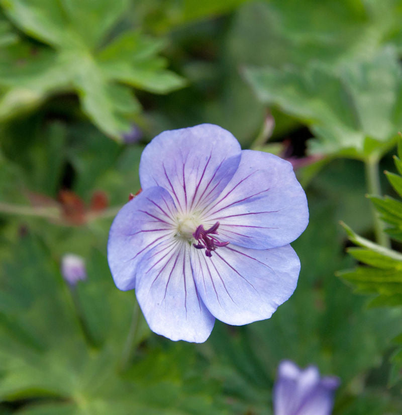  Storchschnabel Azure Rush - Großer Topf - Geranium Cultorum