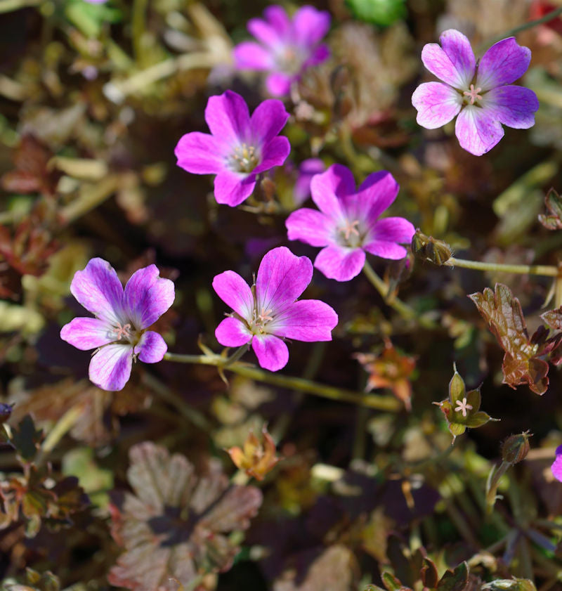  Storchenschnabel Orkney Cherry® - Großer Topf - Geranium Cultorum