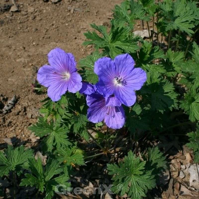  Himalayastorchschnabel Baby Blue - Geranium Himalayense