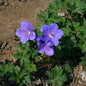  Himalayastorchschnabel Baby Blue - Geranium Himalayense