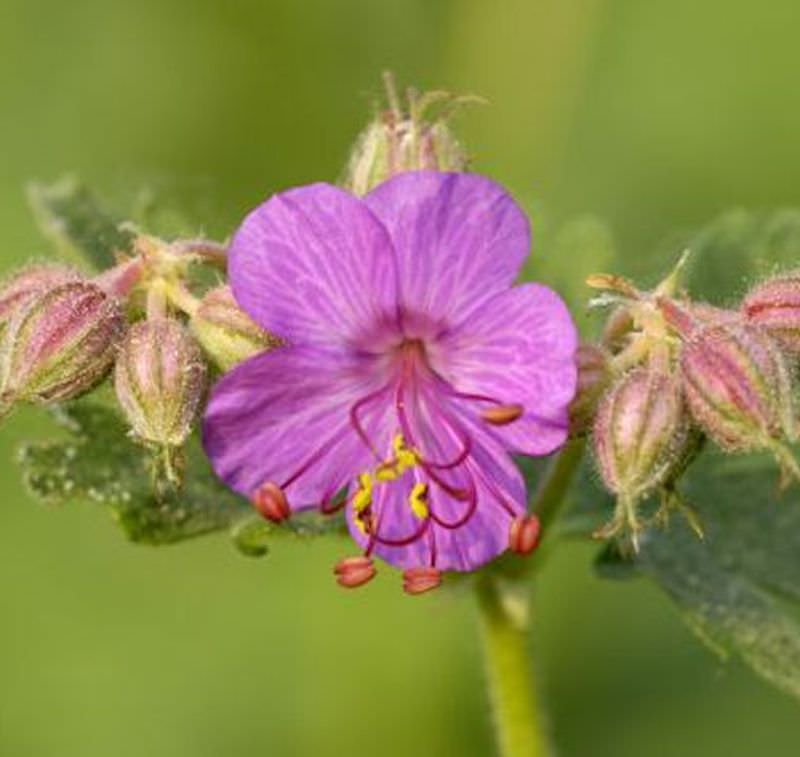  Balkanstorchschnabel Ingwersen - Geranium Macrorrhizum