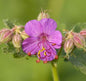  Balkanstorchschnabel Ingwersen - Geranium Macrorrhizum