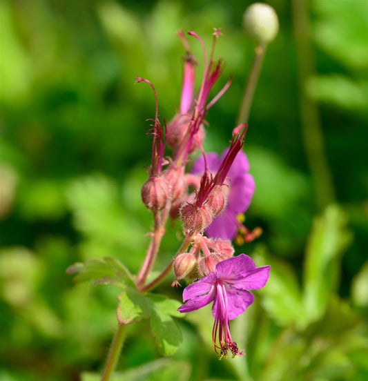  Balkanstorchschnabel Bevan - Geranium Macrorrhizum