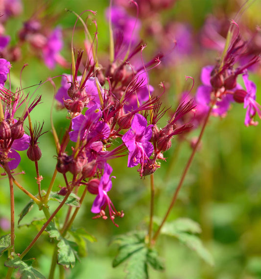  Balkanstorchschnabel Czakor - Geranium Macrorrhizum