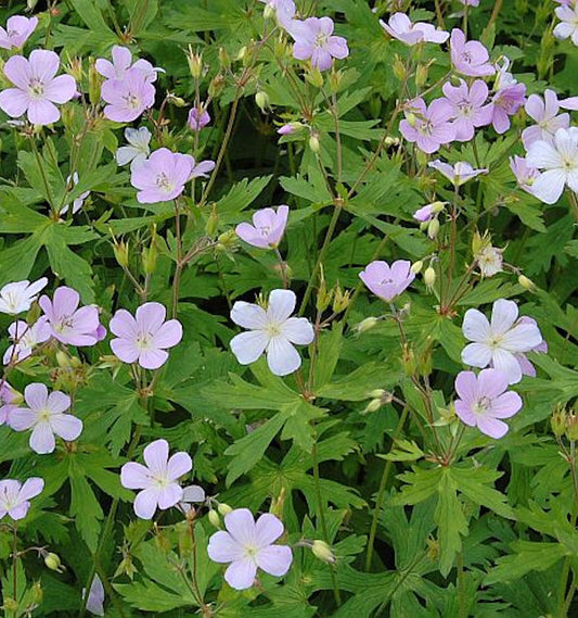 Storchenschnabel Chatto - Geranium Maculatum