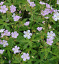  Storchenschnabel Chatto - Geranium Maculatum