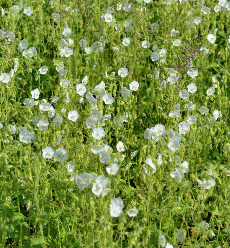  Weißer Storchenschnabel - Geranium Maculatum