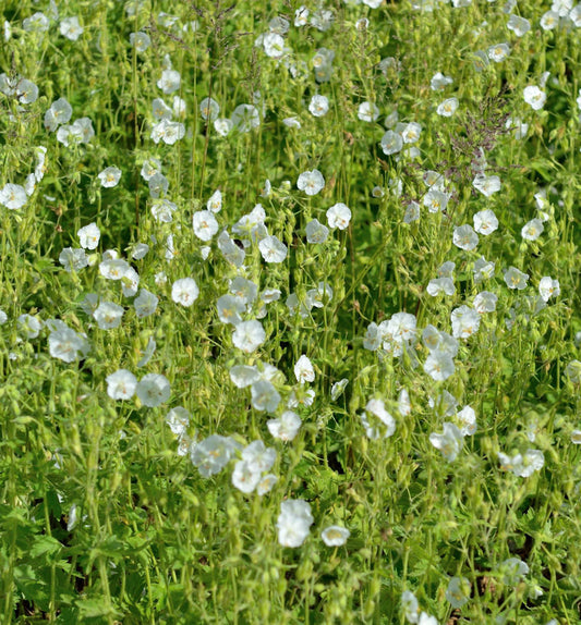  Weißer Storchenschnabel - Geranium Maculatum
