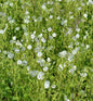  Weißer Storchenschnabel - Geranium Maculatum