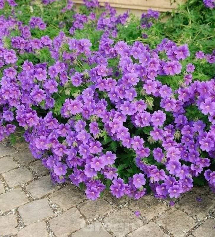  Pracht Storchschnabel Anemoniflorum - Geranium Magnificum