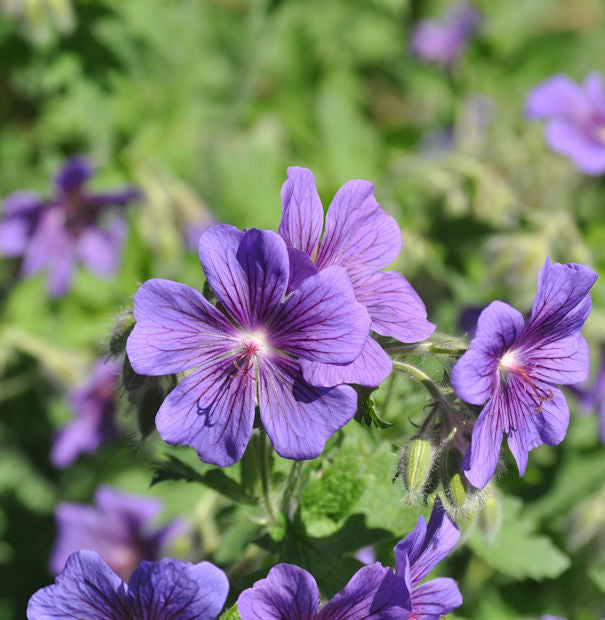  Pracht Storchschnabel - Geranium Magnificum