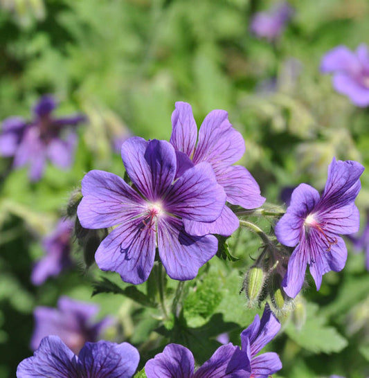  Pracht Storchschnabel - Geranium Magnificum