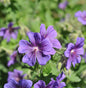  Pracht Storchschnabel - Geranium Magnificum