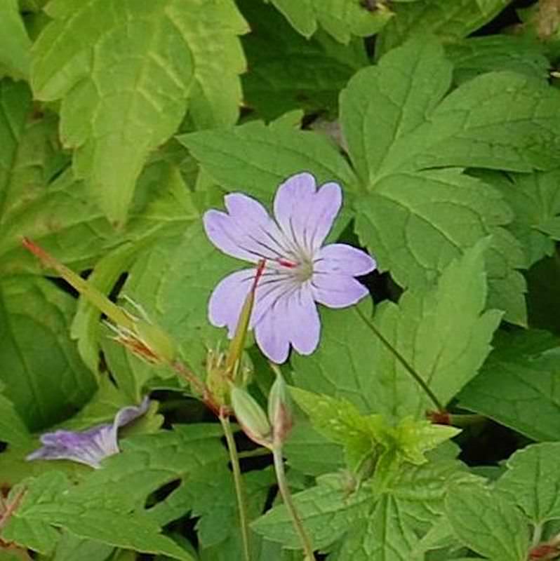  Knotiger Schatten Storchschnabel Simon - Geranium Nodosum