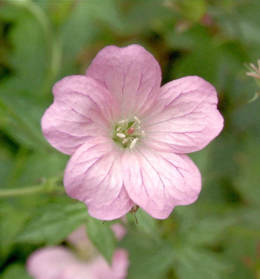  Storchenschnabel Wargrave Pink - Geranium Oxonianum