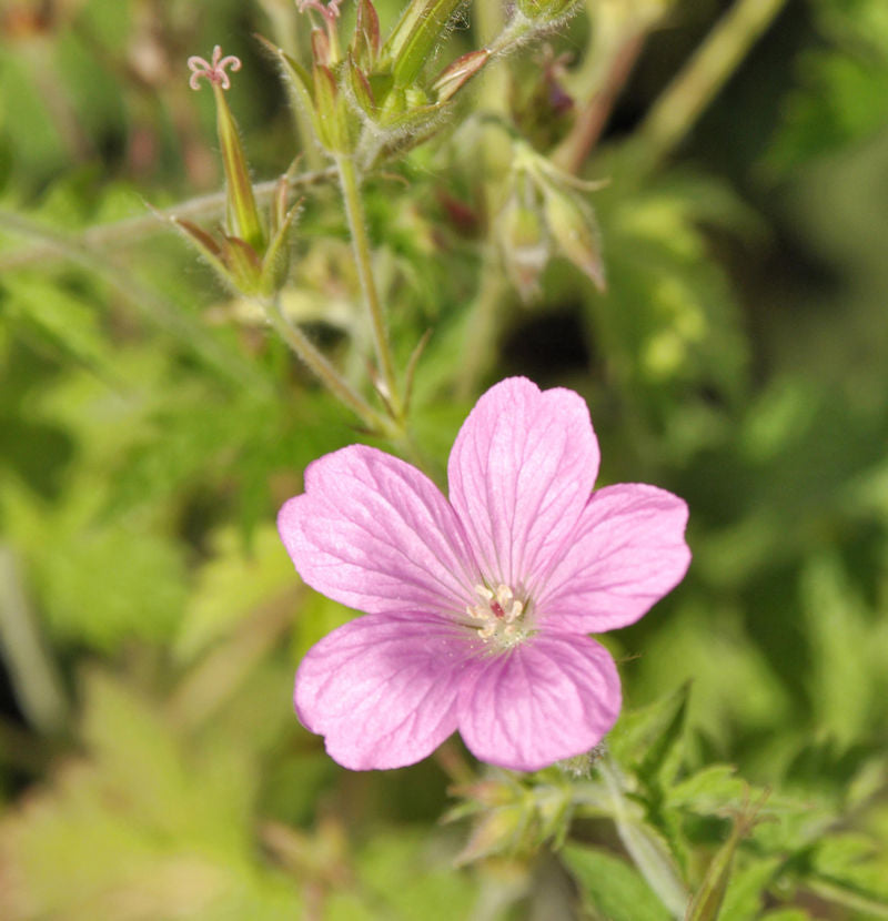  Oxford Storchenschnabel - Geranium Oxonianum