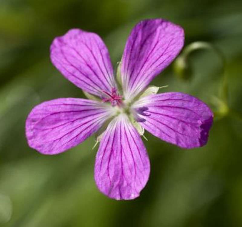 Sumpf Storchschnabel - Geranium Palustre