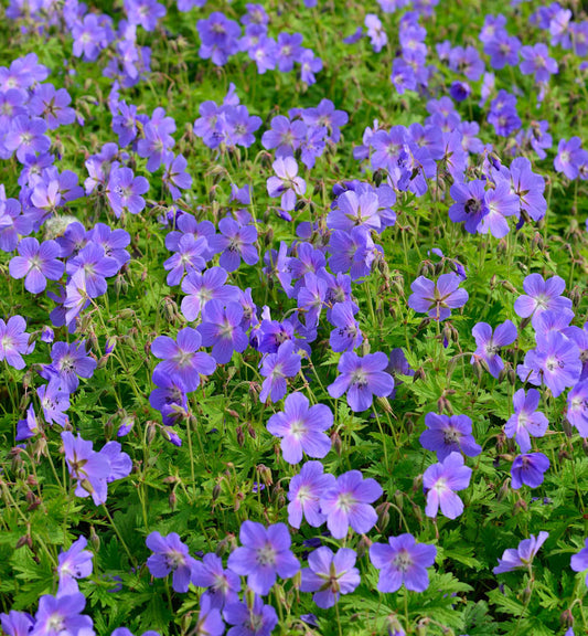  Wiesenstorchschnabel Johnsons Blue - Geranium Pratense