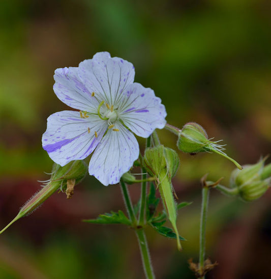  Wiesenstorchschnabel Splish Splash - Geranium Pratense