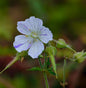  Wiesenstorchschnabel Splish Splash - Geranium Pratense