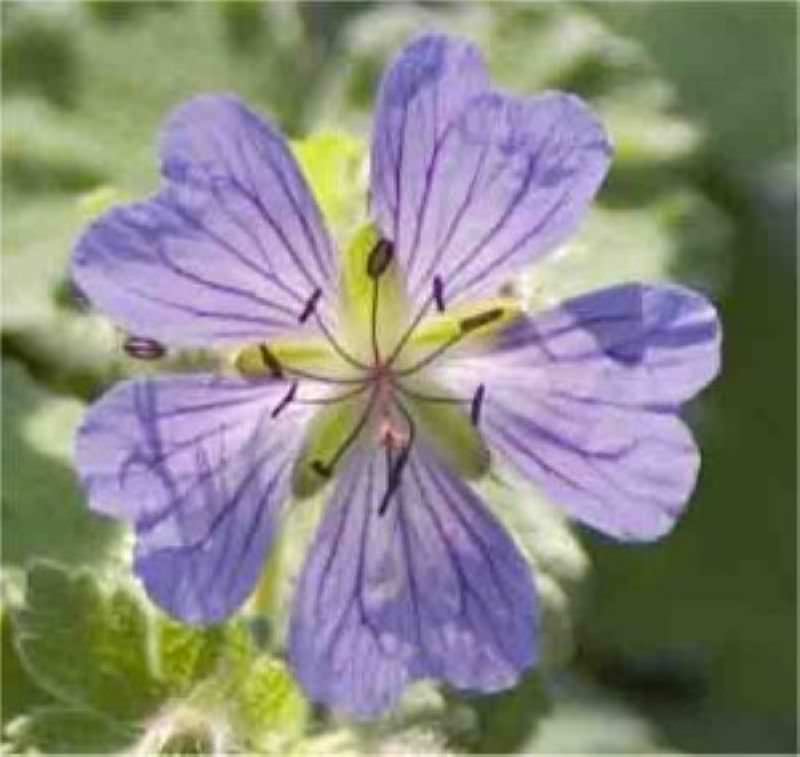  Kaukasus Storchschnabel Philppe Vapelle - Geranium Renardii