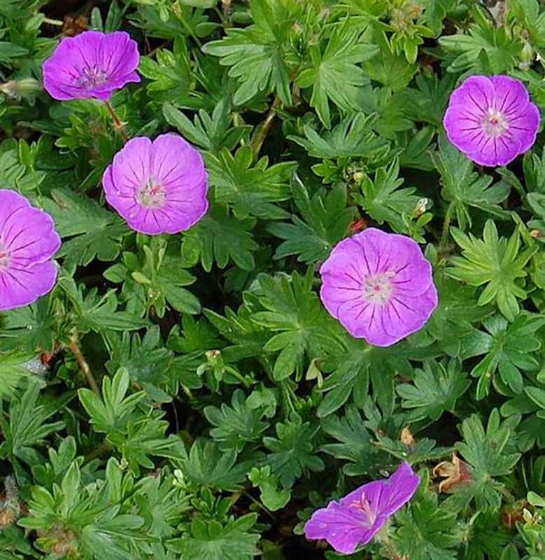  Storchenschnabel Nanum - Geranium Sanguineum