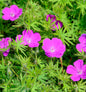  Storchenschnabel Elsbeth - Geranium Sanguineum