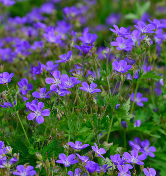  Waldstorchschnabel Mayflower - Geranium Sylvaticum