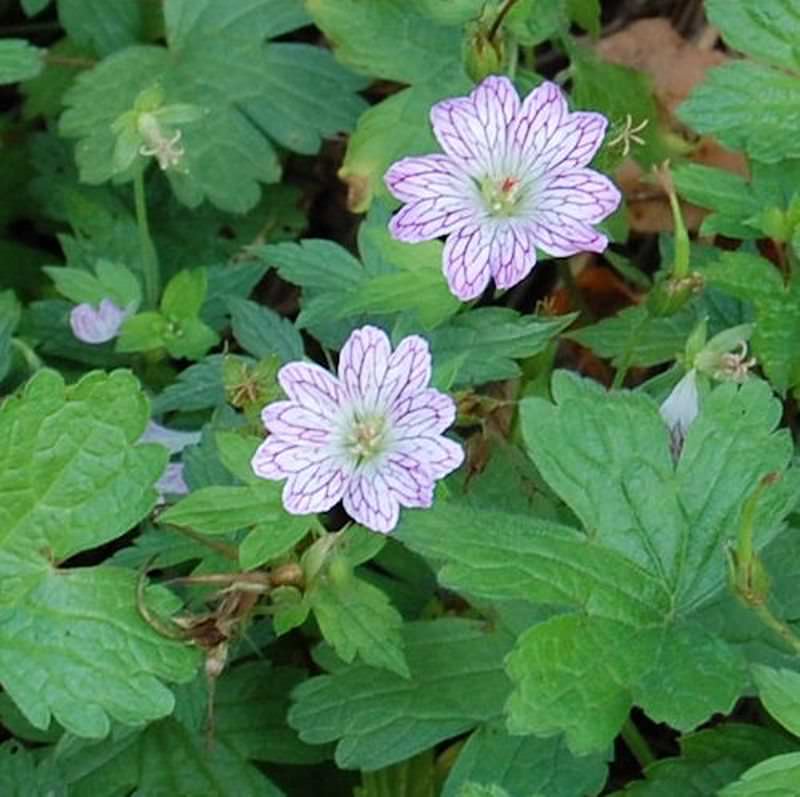  Veränderlicher Storchenschnabel - Geranium Versicolor