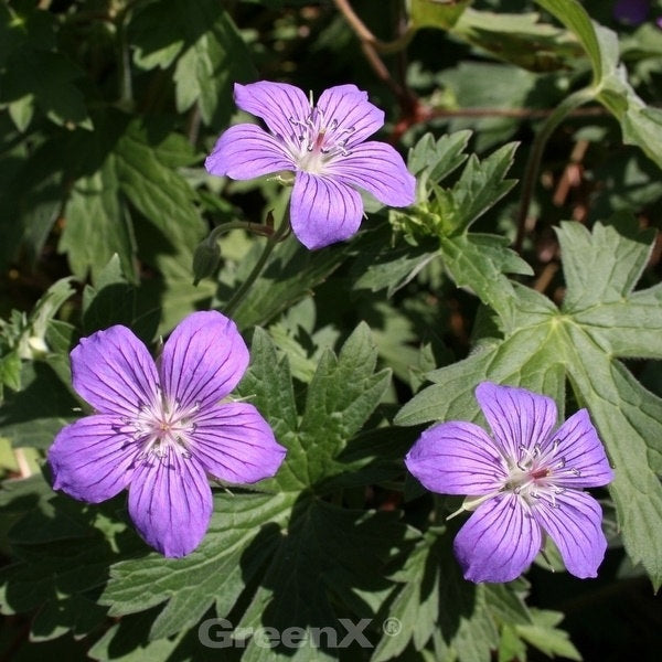  Sibirische Storchschnabel - Geranium Wlassovianum