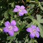  Sibirische Storchschnabel - Geranium Wlassovianum