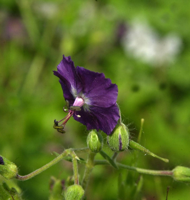  Brauner Storchenschnabel - Geranium Phaeum