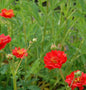  Nelkenwurz Feuerball - Geum Chiloense