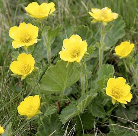  Gebirgs Nelkenwurz Diana - Geum Montanum
