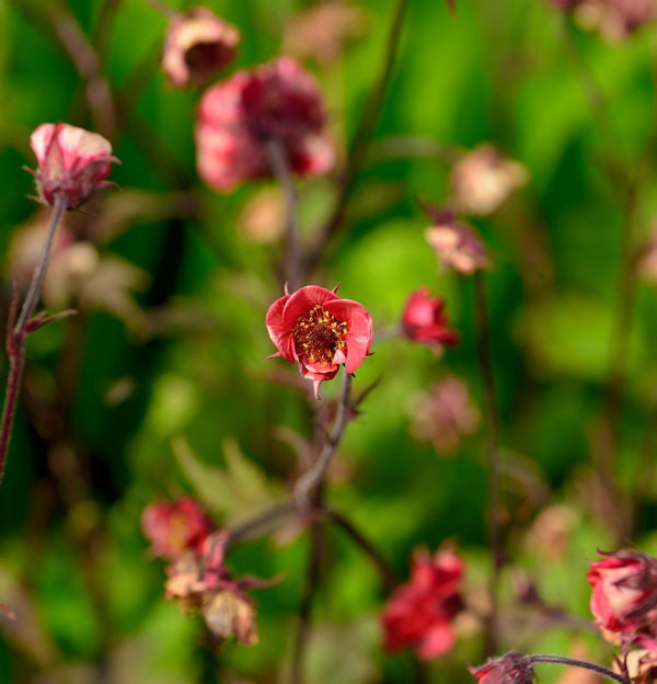  Bachnelkenwurz Flames Of Passion - Geum Rivale