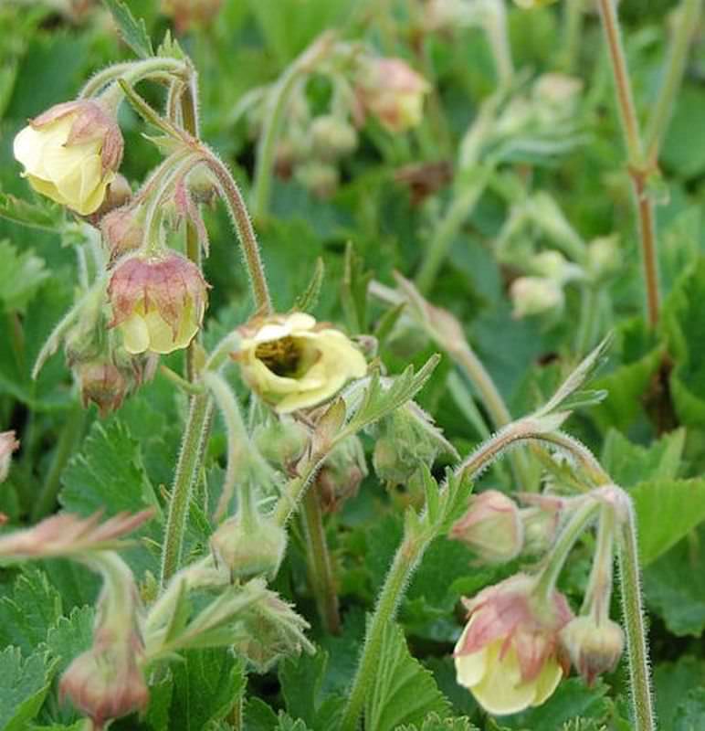  Bachnelkenwurz Lemon Drops - Geum Rivale