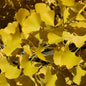  Fächerblattbaum Fastigiata 60-80cm - Ginkgo Biloba