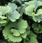  Fächerblattbaum Troll 15-20cm - Ginkgo Biloba