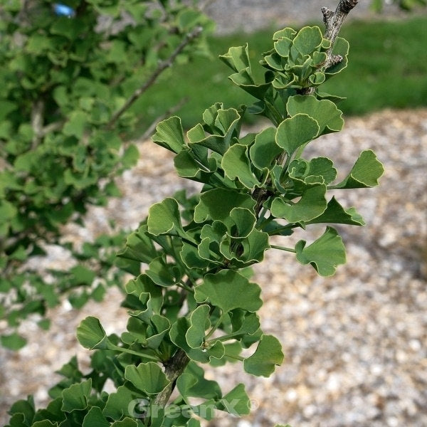  Hochstamm Zwerg Ginkgo Baldi 60-80cm - Ginkgo Biloba