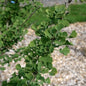  Hochstamm Zwerg Ginkgo Baldi 60-80cm - Ginkgo Biloba