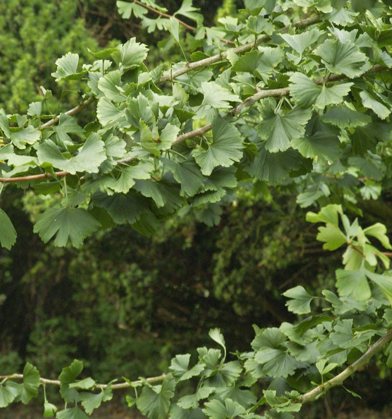  Hängender Fächerblattbaum Boleslaw Chrobry 80-100cm - Ginkgo Biloba